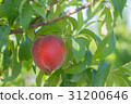 Peach that became a tree 31200646
