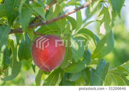 Peach that became a tree Peach that became a tree 31200646