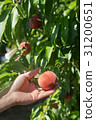 Peach taking hand 31200651