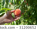 Hands to harvest Peaches 31200652