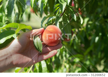 Hands to harvest Peaches 31200652