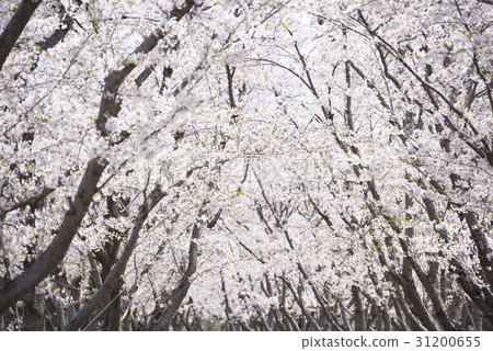 Yoshino cherry tree (Tunnel of a lined avenue) 31200655