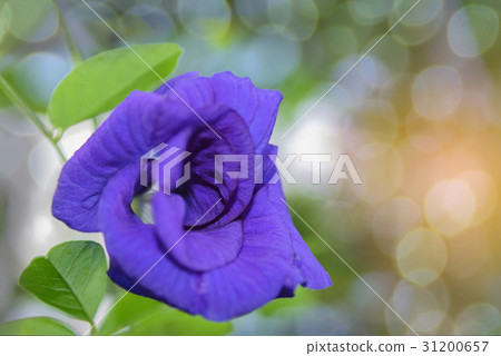 The soft focus colorful of Blue Pea, Butterfly Pea 31200657