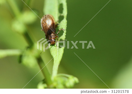 It seems that it is named insect pests attached to living things insect strawberries, strawberries. I often see you in Rishikeshi 31201578