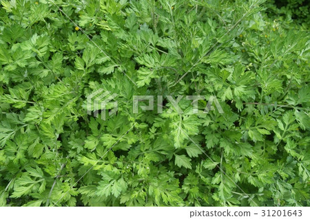 Wormwood Wormwood 31201643