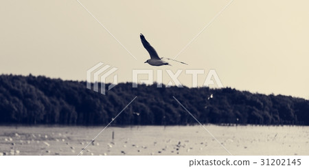 Beauty Nature Outdoors Outside Sunlight 31202145