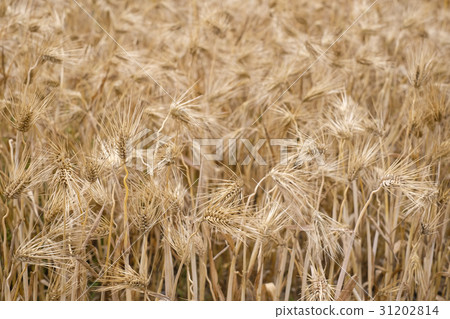 麥田小麥 31202814