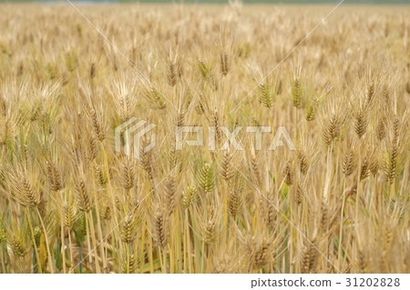 麥田小麥 31202828
