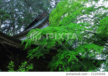 Chusonji in fresh green Chusonji in fresh green 31203046