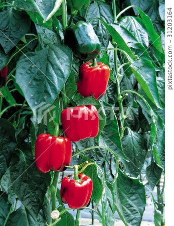 pimento pimento 31203164