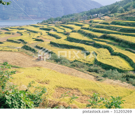 Gyeongnam，Hadong-gun，拖拉機 31203269