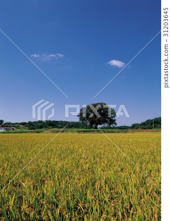 Seocheon-gun, Chungnam Seocheon-gun, Chungnam 31203645