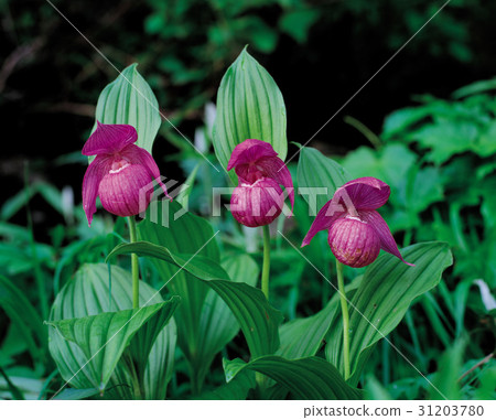 Gaebulal花 Gaebulal花 31203780