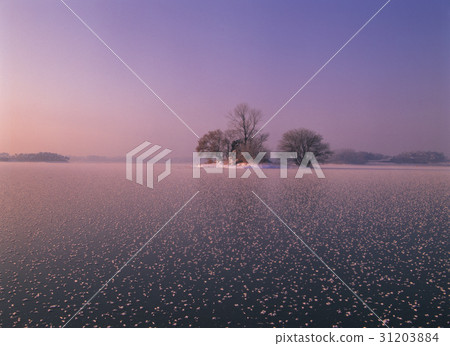 Gimje city, Jeonbuk 31203884