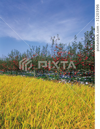 Rice, apple, Boeun-gun, Chungbuk Rice, apple, Boeun-gun, Chungbuk 31203996