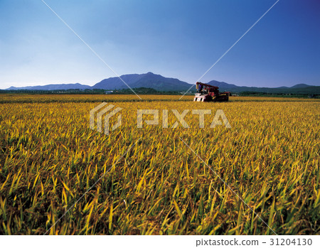 Rice，Boeun-gun，Chungbuk 31204130
