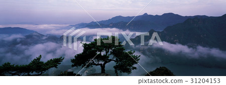 Pine, Zebion, Chungju, Danyang, Chungbuk Pine, Zebion, Chungju, Danyang, Chungbuk 31204153