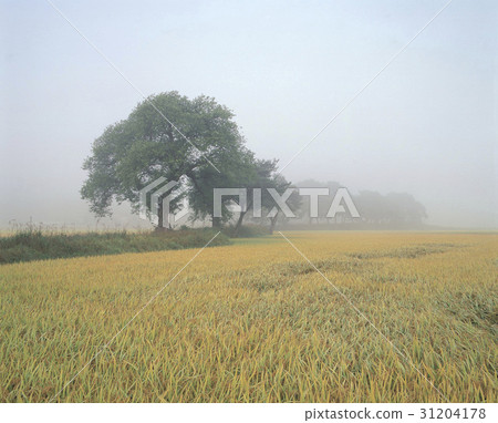 Boeun-gun, Chungbuk 31204178