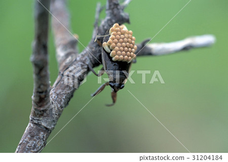 田鱉屬deyrollei 31204184