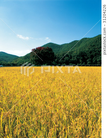 Rice, zelkova, Goesan-gun, Chungbuk 31204226