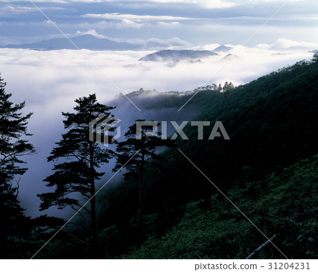 Pine tree, Samcheok city, Gangwon province Pine tree, Samcheok city, Gangwon province 31204231