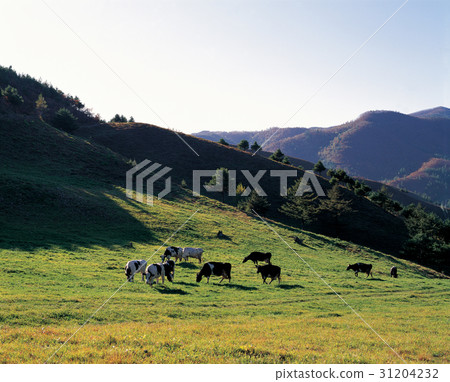 Cow，Daegwallyeong，平昌郡，江原道 31204232