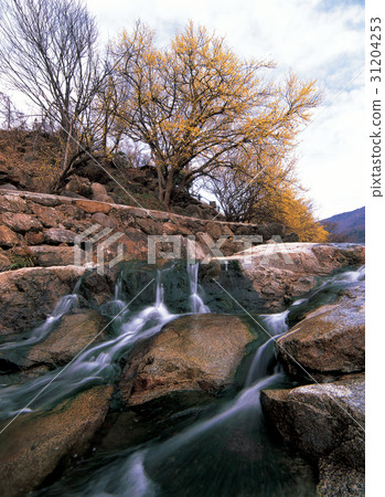 Mountain oil, Shandong, Gurye-gun, Jeonnam 31204253