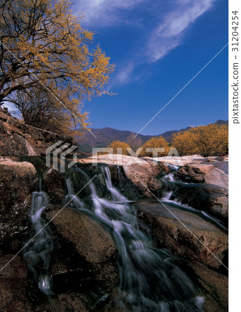 Mountain oil, Shandong, Gurye-gun, Jeonnam 31204254