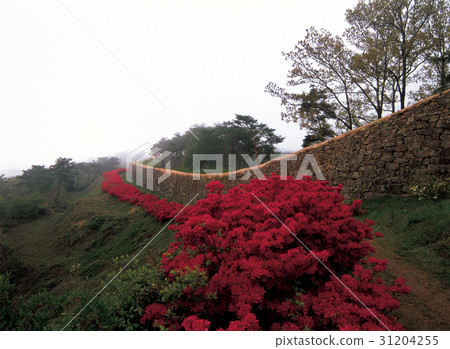 Azaleas, Gochang-eup (Historic Site No. 145), Gochang-gun, Jeonbuk Azaleas, Gochang-eup (Historic Site No. 145), Gochang-gun, Jeonbuk 31204255