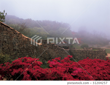 Azaleas, Gochang-eup (Historic Site No. 145), Gochang-gun, Jeonbuk 31204257