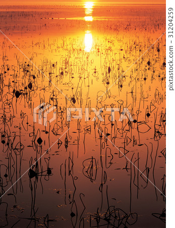 Yongbab, Gimje city, Jeonbuk Yongbab, Gimje city, Jeonbuk 31204259