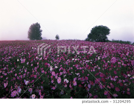 Cosmos, Buyeo, Chungnam 31204295