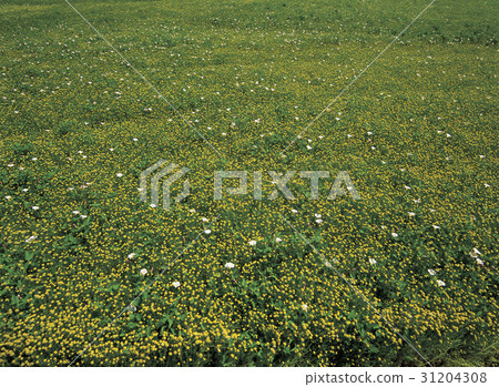 Cheongju, Chungbuk Cheongju, Chungbuk 31204308