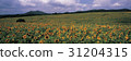 Sunflower, Gakwon Farm, Gochang-gun, Jeonbuk 31204315