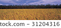 Rice, Boeun-gun, Chungbuk 31204316
