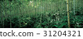 Birch, Inje County, Gangwon Province 31204321