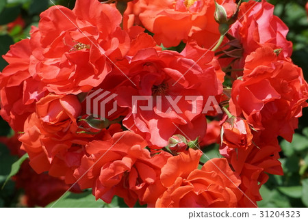 Rose varieties Hanabusa Rose varieties Hanabusa 31204323