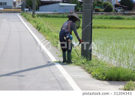 Mowing in paddy field 31204343