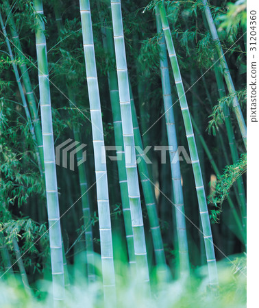 竹 31204360