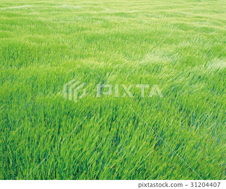 wheat wheat 31204407