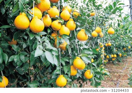 Halabang, Seogwipo City, Jeju Island 31204433