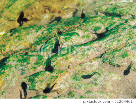 tadpole 31204461