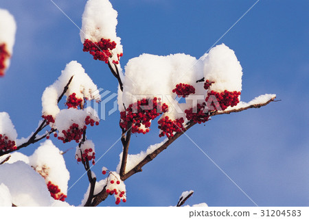 類（木） 紅 水果 31204583