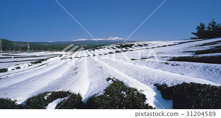 Halla Mountain, Seogwipo City, Jeju Island 31204589