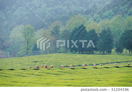 Green tea field, Boseong-gun, Jeonnam 31204596