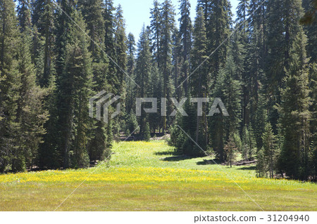 Yosemite, California, United States 31204940