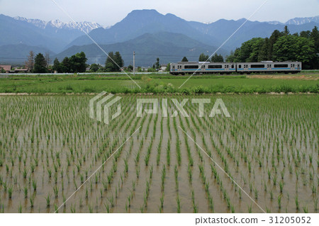 Azumino in the early summer of Otido Line Azumino in the early summer of Otido Line 31205052