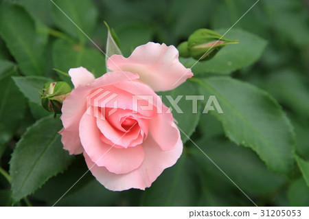 Rose of pink Rose of pink 31205053