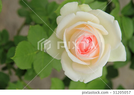 Pierre de Ronsard花 31205057