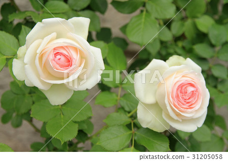 Pierre de Ronsard花 Pierre de Ronsard花 31205058